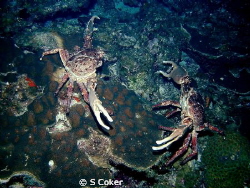 These 2 channel crabs look like they are fixing to see wh... by S Coker 